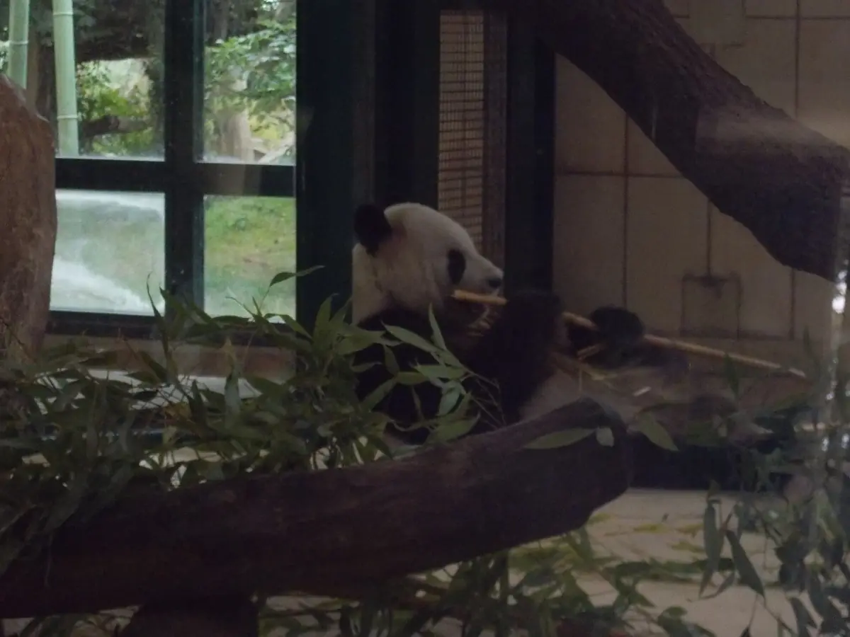 A giant panda at Schönbrunn Zoo